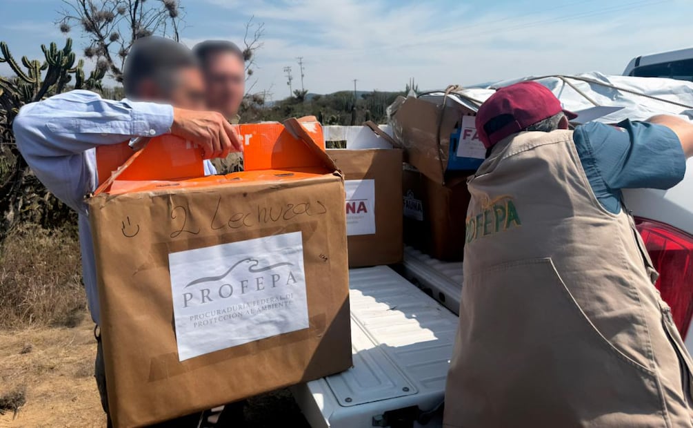Profepa libera a 16 animales en Reserva de Meztitlán, Hidalgo (08/04/2026). Foto: Especial
