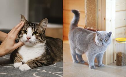 ¿Debo o no castigar a mi gato cuando orina en casa? La respuesta de una adiestradora