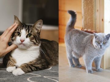 ¿Debo o no castigar a mi gato cuando orina en casa? La respuesta de una adiestradora