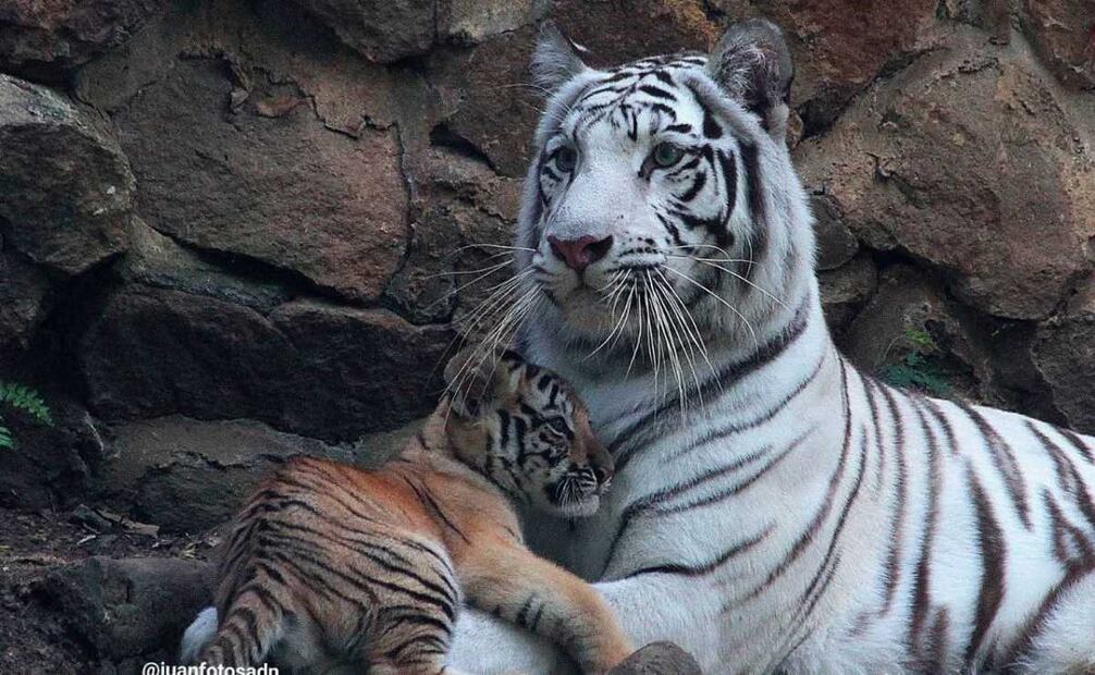 Indira, tigresa del Zoológico de Cali, muere tras enfrentamiento con su hijo. (18/08/25) Fotos: El Tiempo