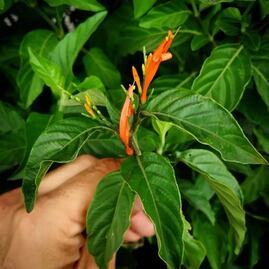 Los beneficios de la "hierba de la Virgen" que no conocías 