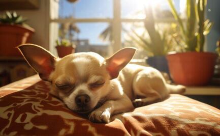 La razón por la que no debes despertar a tu perro cuando tiene una pesadilla, según psicólogo de Harvard