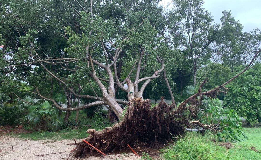 Árbol caído. Foto;: Cortesía