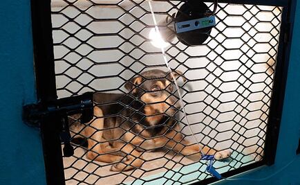 Localizan a 6 perros envenenados en Amecameca; dos de ellos sobreviven