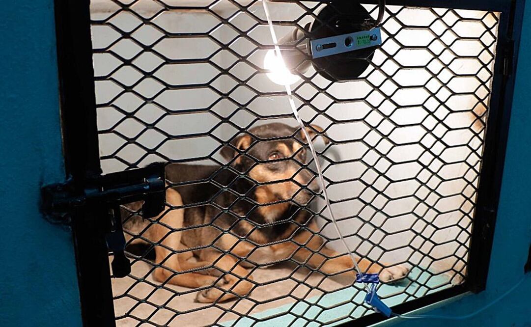 Cuatro de los perros ya habían muerto y a los dos que aún estaban vivos los llevaron con un veterinario para que los atendiera. Foto: Especial