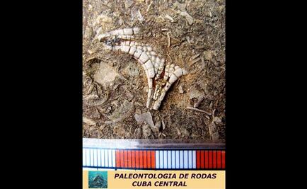 Descubren el fósil de estrella de mar más antiguo de Cuba