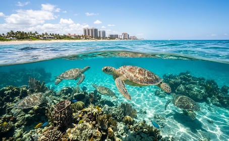 Este destino tiene el santuario de tortugas más impresionante de Estados Unidos