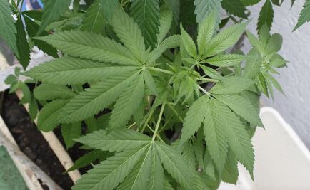 Avalan diputados uso medicinal de la marihuana; pasa al Ejecutivo