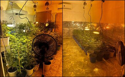 Destruyen invernadero de marihuana en Santiago, Nuevo León