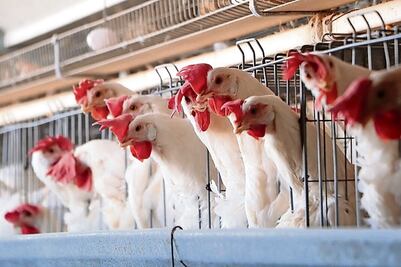 Influenza aviar: se acerca al entorno humano