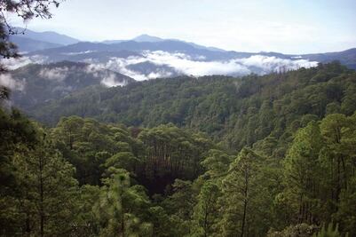 FAO ve pendientes en meta de reforestación