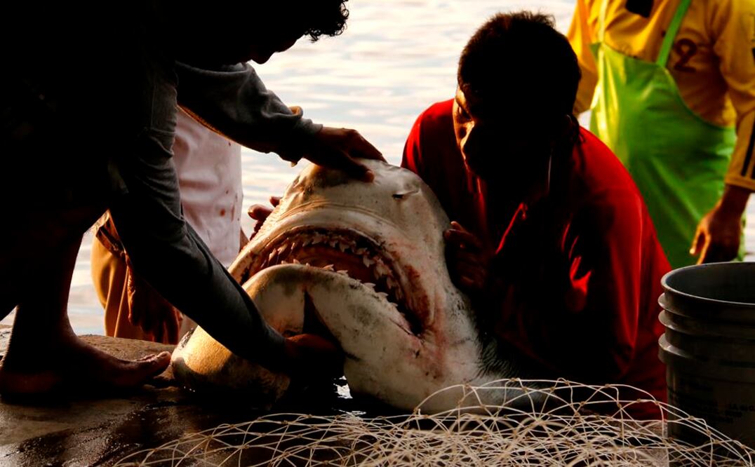El tiburón toro se convirtió en oro molido para pescadores de las costas de Tabasco,  quienes comercializan sus aletas y la  carne en selectos platillos altamente cotizados en el mercado internacional. 