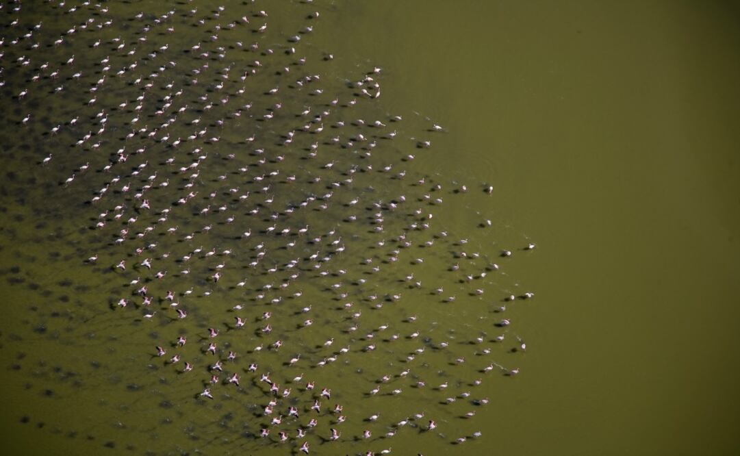 Flamencos en el Lago Logipi, en el Valle de Suguta, Kenia. (Foto: Istock)