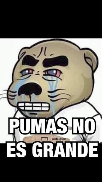 MEMES PUMAS