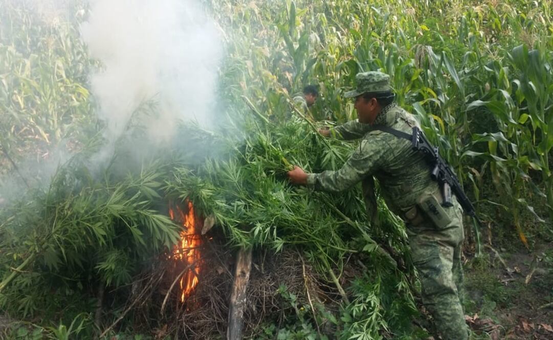 La ocho mil 750 plantas de mariguana fueron destruidas en el lugar, ante la presencia del Ministerio Público de la FGR. Foto: Especial