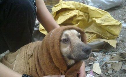 Animal care center to open in Mexico City