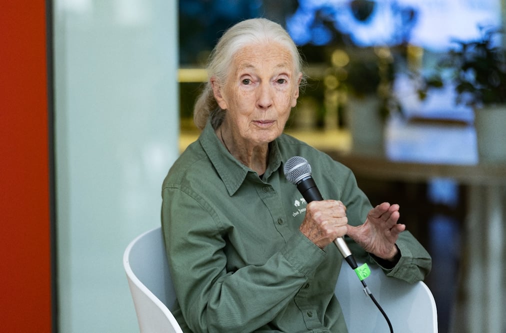 Jane Goodall, etóloga (1934 -2025).
Foto: EL UNIVERSAL / Hugo Salvador