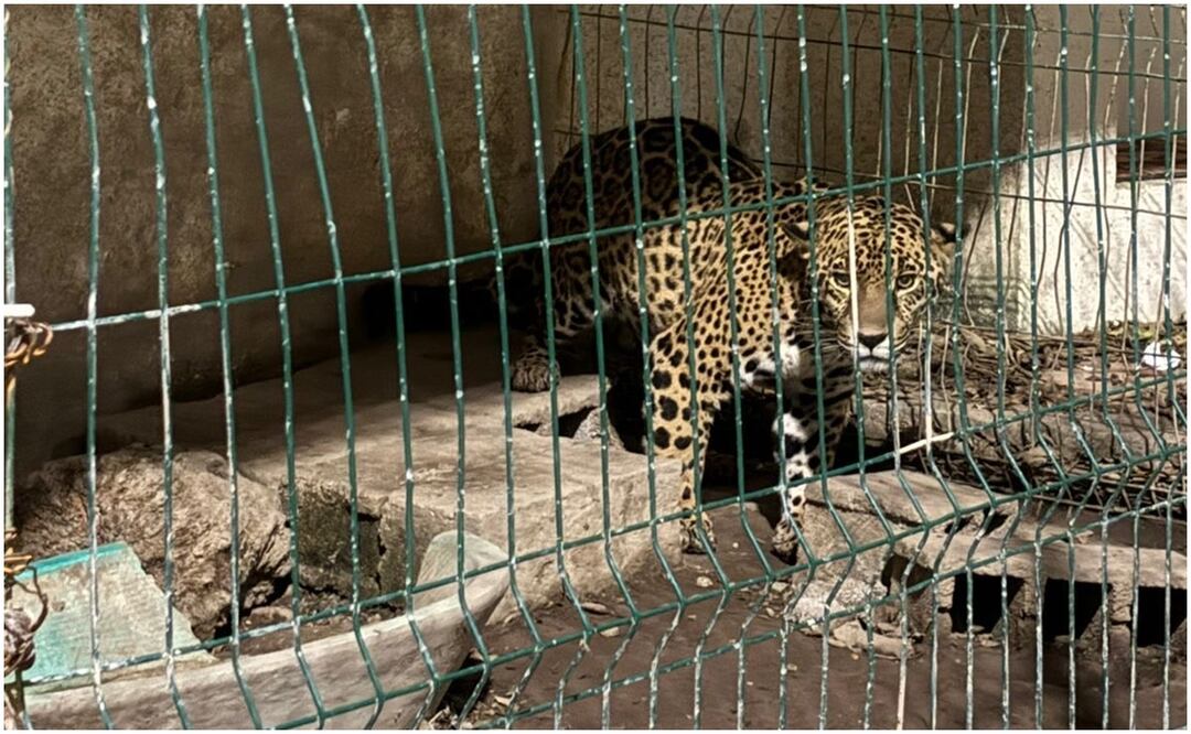 Aseguran un leopardo durante el cateo en vivienda del exedil de Tancanhuitz, SLP (17/12/2024). Foto: Especial