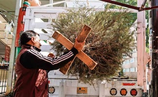 Sedema ha recolectado 1,213 árboles de Navidad