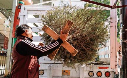 Sedema ha recolectado 1,213 árboles de Navidad