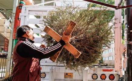 Sedema ha recolectado 1,213 árboles de Navidad