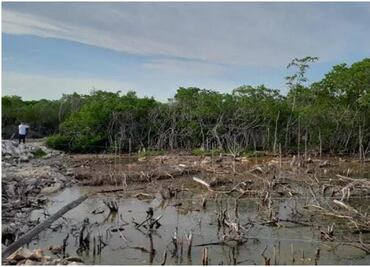 Profepa clausura zona donde se rellenaron humedales y se taló vegetación del manglar en Yucatán