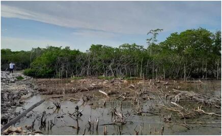 Profepa clausura zona donde se rellenaron humedales y se taló vegetación del manglar en Yucatán