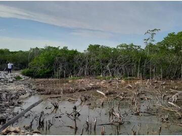 Profepa clausura zona donde se rellenaron humedales y se taló vegetación del manglar en Yucatán