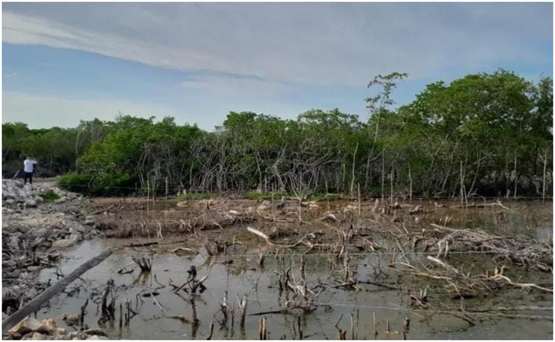 En el manglar de Yucatán se observa el relleno al humedal con material de construcción, la eliminación de la vegetación de manglar, así como el desmonte de especies de mangle sujetas a protección especial. Foto: Especial
