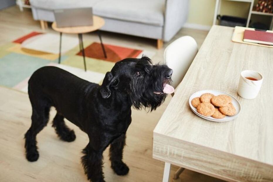 Consejos de cómo enseñar a tu perro a qué no pida comida. Fuente: Freepik.