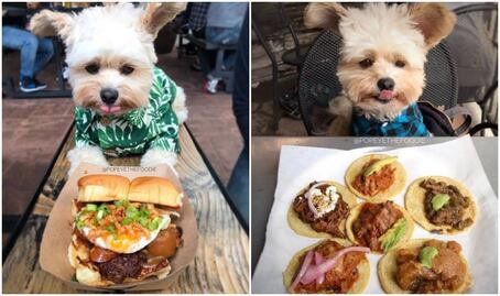 El perrito foodie que está conquistando Instagram