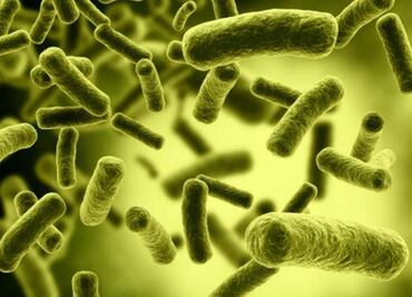 Descubren que algunas bacterias se alimentan de penicilina