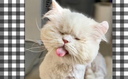 Moet, la gatita sin ojos que es una sensación en TikTok