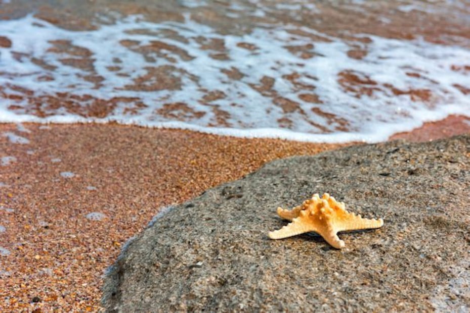 La próxima vez que te sumerjas en el mar, recuerda que bajo las olas, las estrellas de mar están cumpliendo su vital papel en la naturaleza. Fuente: Freepik.