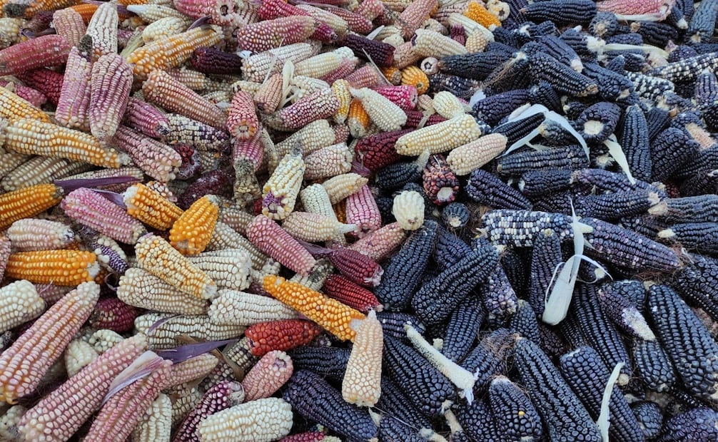 En maíz hace 20 años se produjeron 1.8 toneladas por hectárea y a la fecha solamente subió a 3 toneladas. Foto: Especial