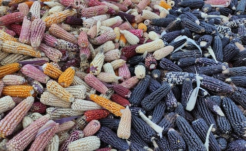 En maíz hace 20 años se produjeron 1.8 toneladas por hectárea y a la fecha solamente subió a 3 toneladas. Foto: Especial