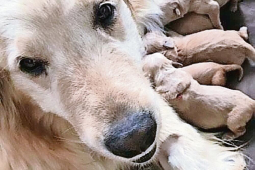 Piden rescate. Para liberar a un perro de raza pomeriana, labrador o bull terrier exigen pagar más de 10 mil pesos (ISMENE FLORES. EL UNIVERSAL)