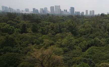 Crisis climática se agrava con muerte temprana de árboles