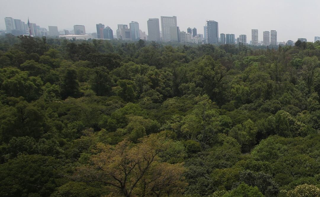 Imagen ilustrativa de un bosque. Foto: Archivo El Universal