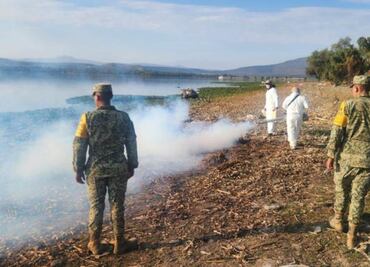 Inician con los trabajos de trituración del lirio acuático en Hidalgo; fumigan contra el mosquito Culex
