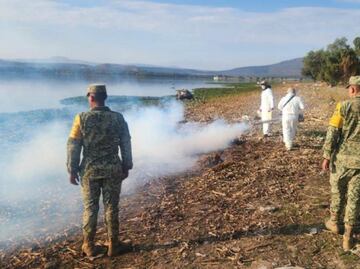Inician con los trabajos de trituración del lirio acuático en Hidalgo; fumigan contra el mosquito Culex