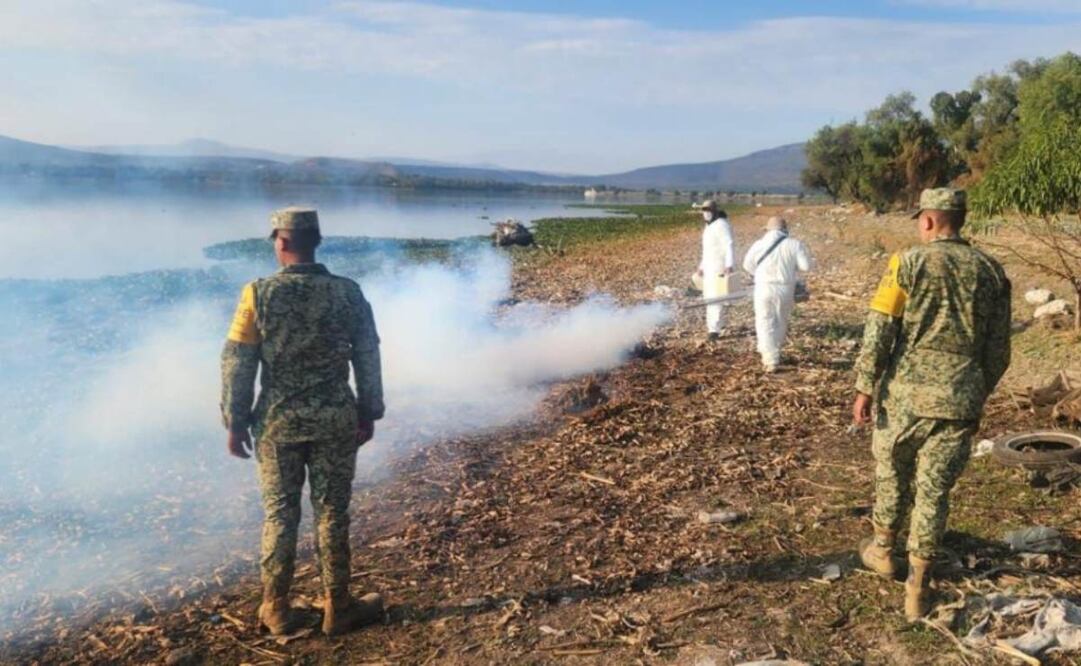 La alcaldía de Tula Hidalgo inició con los trabajos de fumigación del mosco Culex  y trituración del lirio acuático en la Ribera de la Presa Endho (08/12/2024). Foto: Especial
