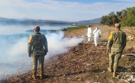 Inician con los trabajos de trituración del lirio acuático en Hidalgo; fumigan contra el mosquito Culex