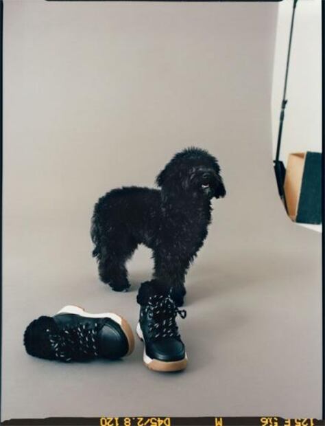 Perros y gatos son protagonistas en la nueva colección de Zara