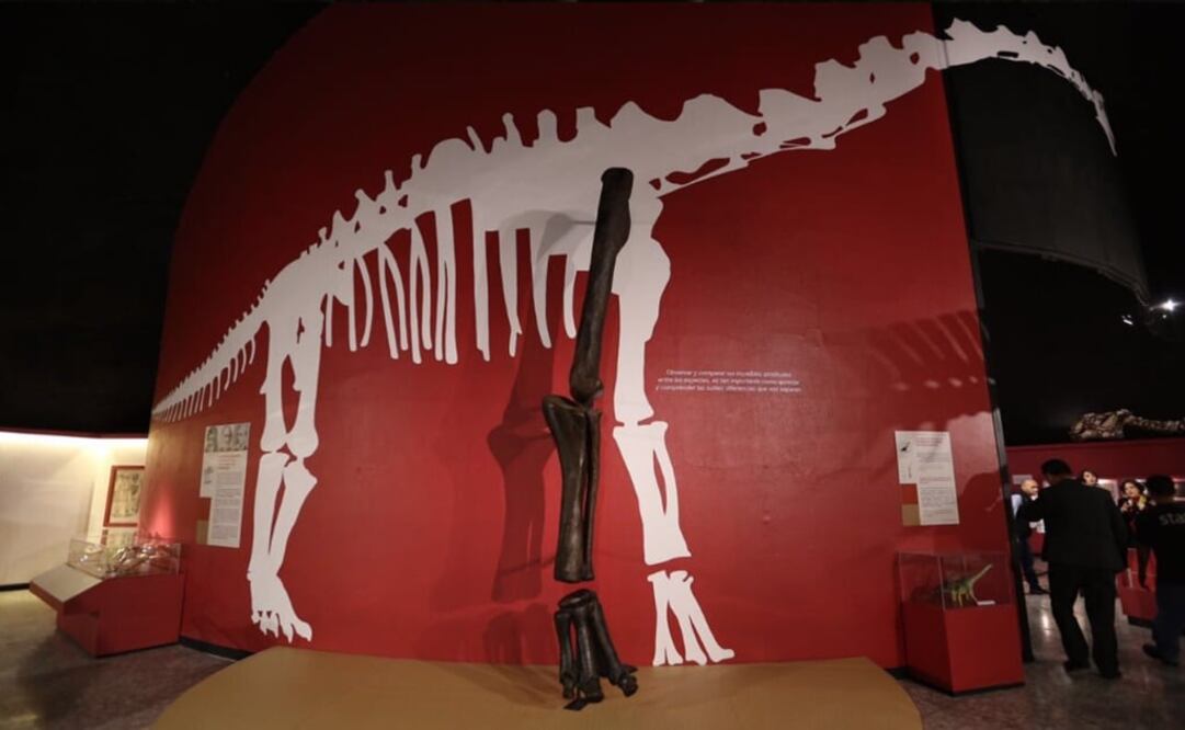 La muestra reúne más de 160 piezas que muestran la evolución de los vertebrados. /Tomada de @ManceraMiguelMX