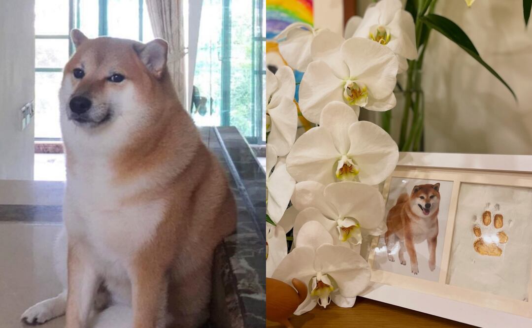 Cheems, el perrito que conquistó internet, sorprende con un emotivo mensaje póstumo a dos años de su partida. Foto: Redes sociales
