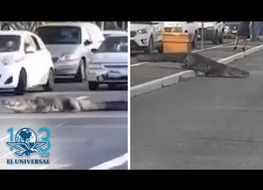 Cocodrilo de más de 2 metros de largo se pasea por calles de Tampico