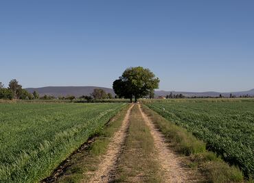 Agricultura sostenible en el Bajío, de la mano de PepsiCo México