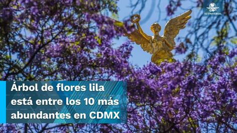 Las jacarandas, sin ser nativas, son favoritas