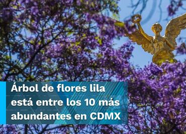 Las jacarandas, sin ser nativas, son favoritas